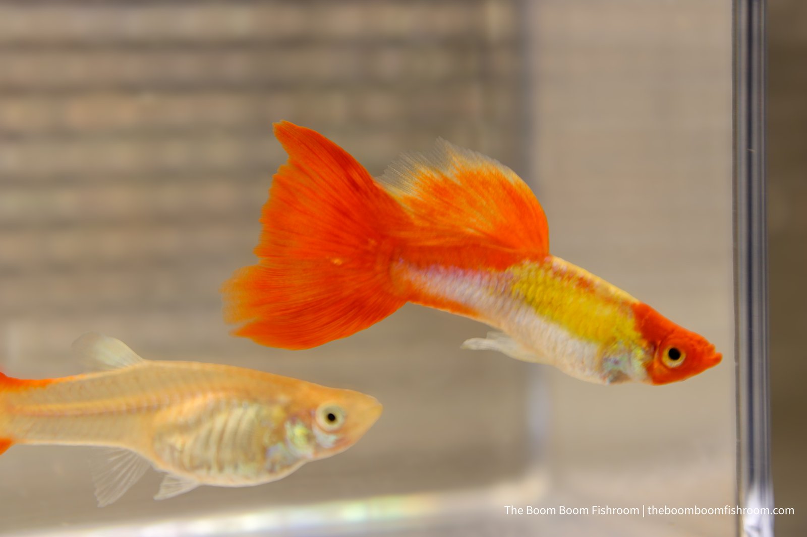 Kohaku Guppy